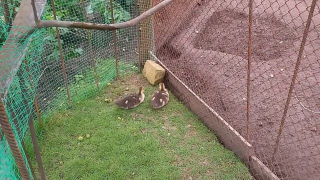 Самый простой способ завести у себя в хозяйстве ИНДОУТКИ смотреть онлайн