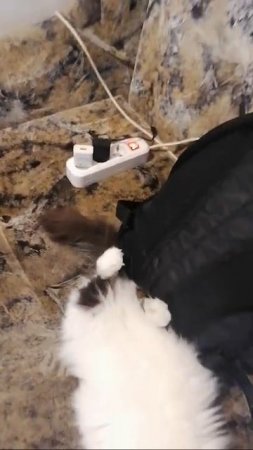 Кот Сёма