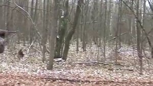 Загонная охота на кабана в охотхозяйстве Ракитное ч2