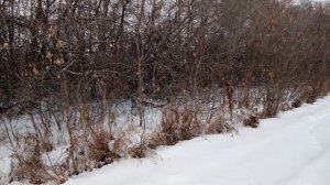 #снегозадержание. #лесополоса. #найди зайца