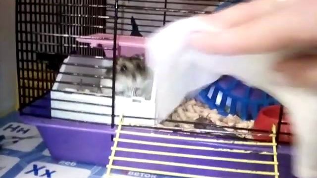 Перчик против салфетки смотреть онлайн