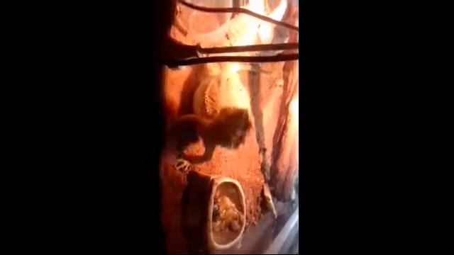 Агама потеряла совесть!!! Ржака!!! Агама танцует!!! смотреть онлайн