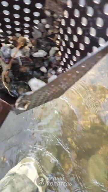 Часть команды, часть корабля! смотреть онлайн