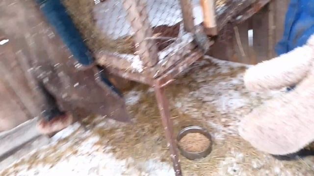 Достали заготовки из погреба / кормим " гончих" / на ужин Минтай запечённый в духовке/