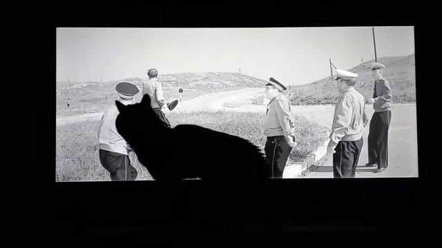 Бара смотрит фильм "Ко мне Мухтар" смотреть онлайн