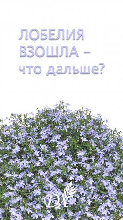 ЛОБЕЛИЯ ВЗОШЛА - что дальше?