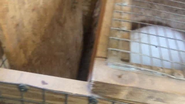 Белый Великан смотреть онлайн