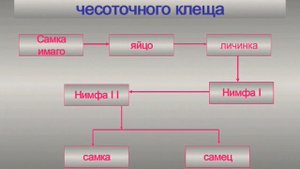 Биология.медицинская арахноэнтомология.
