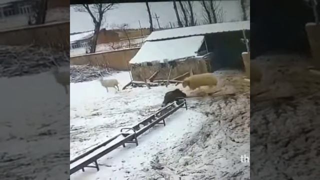 Блин Наверно Умер Старик.😱😱😱😱😱😱😱😱 смотреть онлайн