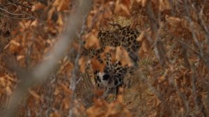 дикая природа России самый лучший фильм для всех школьников страны