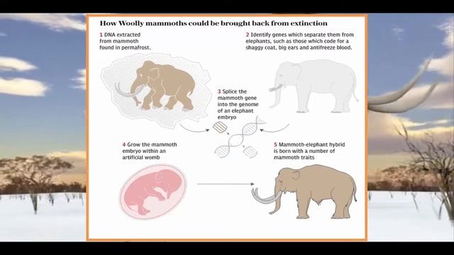 Woolly mammoth will be back from extinction within two years, say Harvard scientists смотреть онлайн
