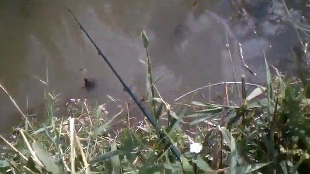 Утка и черепаха смотреть онлайн