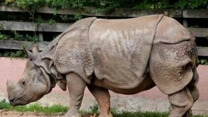 самое редкое животное в мире