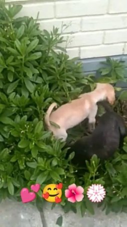 bruno and brownie are searching her toys🥰🐶🥰❤️🐶🥰#shorts#cute #bruno #trending #sweet #brownie #puppy