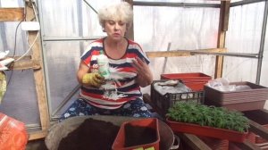 О ПЕРВЫХ ПОДКОРМКАХ РАССАДЫ - КАКИЕ УДОБРЕНИЯ ВЫБРАТЬ? Ольга Чернова.