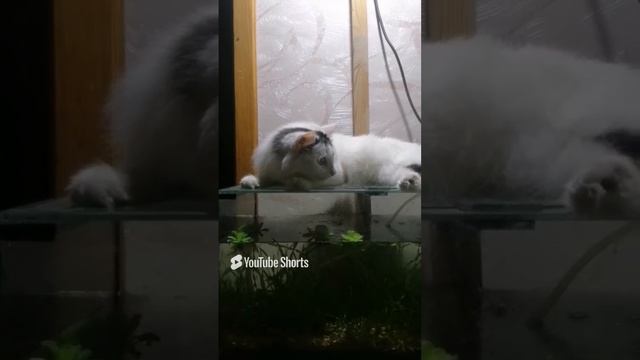 кот Сёма в солярии