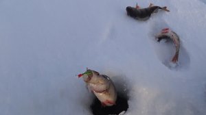 УДИВИТЕЛЬНАЯ РЫБАЛОЧКА НА ОКУНЯ!!! КЛЮЕТ НА ПОКАЧИВАНИЕ БАЛАНСИРА!