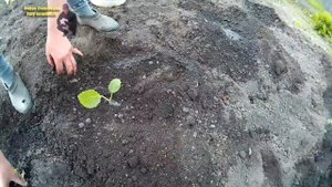 Садим капусту | Дела огородные | Жизнь в селе