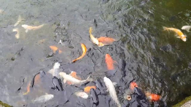 Idioms Only | Идиомы английского языка | #3 Talk Turkey #idioms #идиомы смотреть онлайн