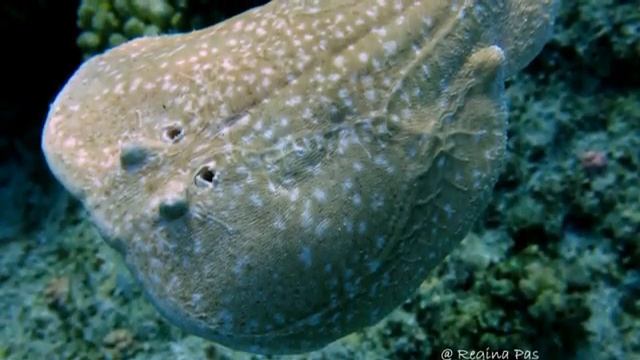 Playing with wild dolphins at Satayh reef (June 2013) - Egypt смотреть онлайн