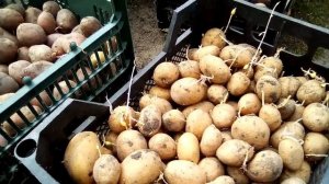 СЕМЕННОЙ КАРТОФЕЛЬ.