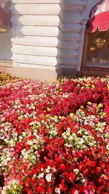 Москва , Россия - живая природа . Красота города смотреть онлайн