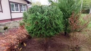 Делаю фигуры из обычных лесных елей: шар и конус. Рассказываю и показываю, как я это делаю.