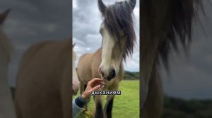 Как дышит лошадь ?