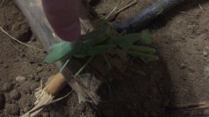 Как ухаживать за богомолом