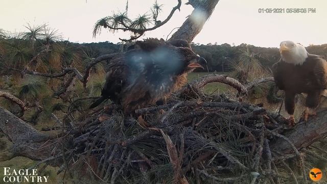 Прилетел орленок домой..а там чужие уже живут ( смотреть онлайн