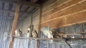 купание сов