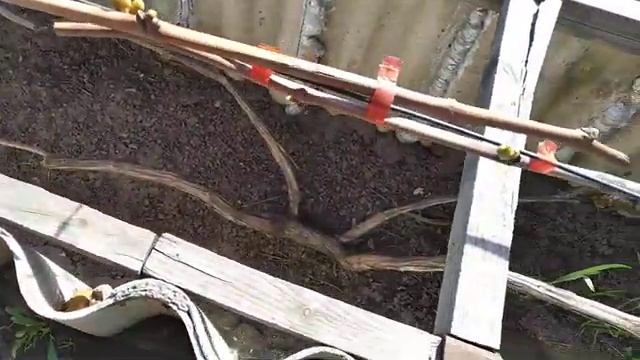 11. Виноград стартанул в рост.