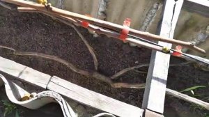 11. Виноград стартанул в рост.