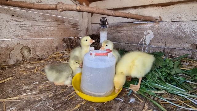 полный двор и ждём новеньких