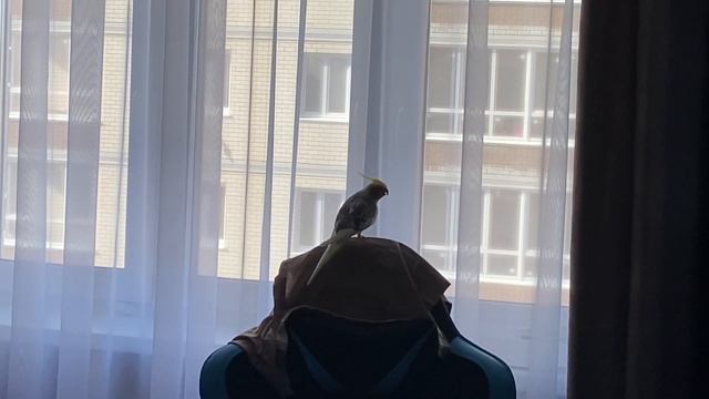 Корелла разговаривает смотреть онлайн