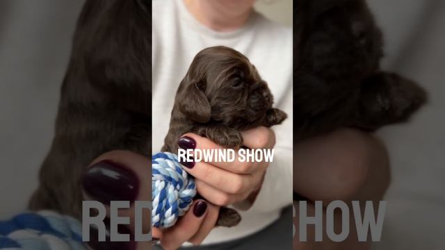 щенки Орфея и Брауни 12 дней смотреть онлайн