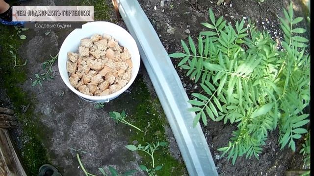 Чем подкормить гортензии