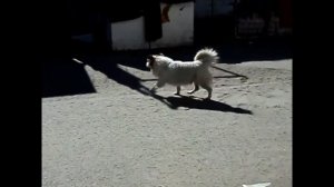 челночницы 16