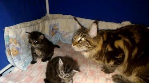 Знакомство с котятами мейн кун.