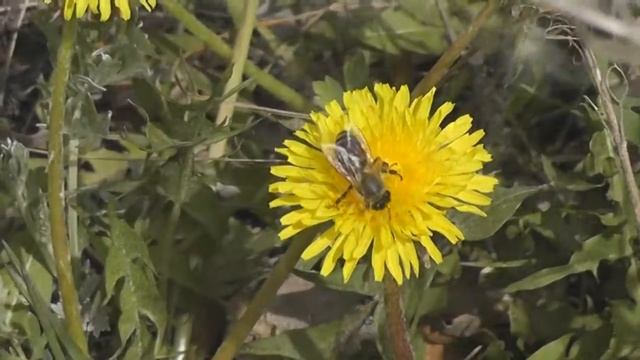 Весна смотреть онлайн