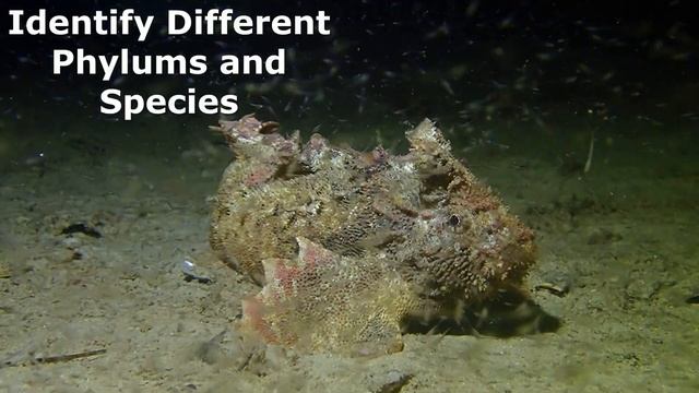 Diveline's Marine Education Program смотреть онлайн