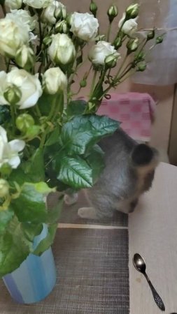 Розы для кошки