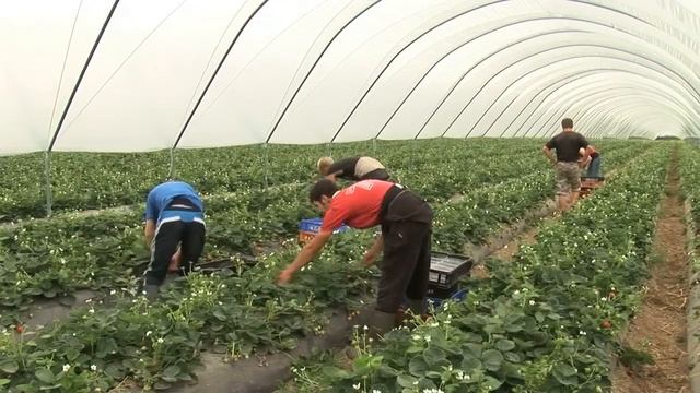 HOPS Presentation Video by www kevinmilnercountryside co uk смотреть онлайн