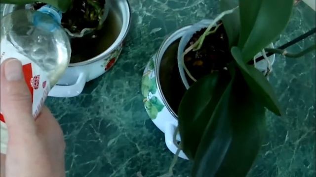 Поливаем орхидеи древесной золой по делу без лишнего | Как полить орхидею золой