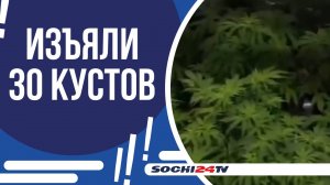 ВЫРАЩИВАЛ КОНОПЛЮ В САДОВЫХ ГОРШКАХ!