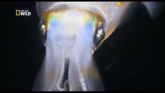 Тайны океана  Подводный мир   Мир дикой природы