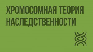 Хромосомная теория наследственности. Видеоурок по биологии 10 класс