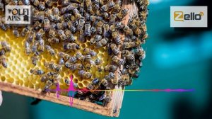 #Кашковский В.Г. Борьба с клещом в отводке со старой маткой