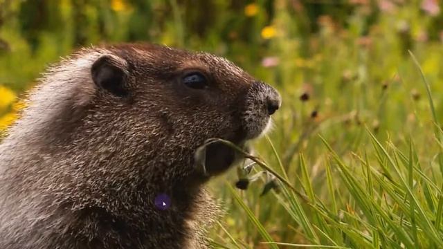 Живая природа смотреть онлайн