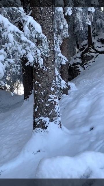 Зимняя сказка ❄️✨🤍☃️#видео #новыйгод2022 #москва #природа #зима смотреть онлайн